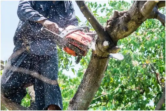 tree services Ore City